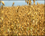 Oat Farm