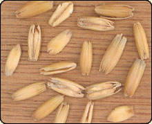 Thacker Mountain Lodge Land and Property Division offers oat ... Thacker Mountain Lodge Land and Property Division offers oat ...