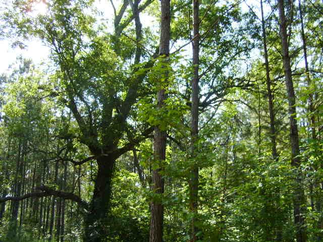 Whitetail Bottom Ranch