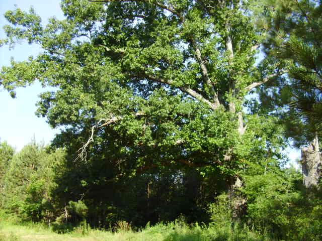 Whitetail Bottom Ranch