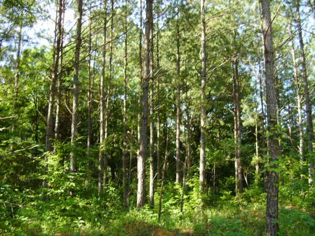 Whitetail Bottom Ranch